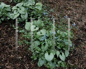 Picture of Brunnera macrophylla 'Jack Frost'