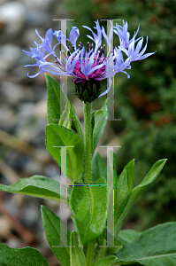 Picture of Centaurea montana 