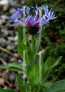 Picture of Centaurea montana 