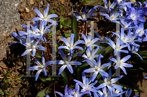 Picture of Chionodoxa luciliae 