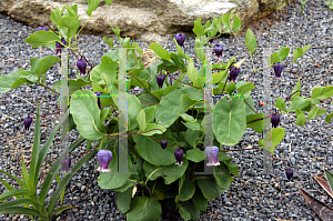 Picture of Clematis addisonii 