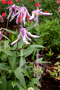 Picture of Clematis integrifolia 'Rose Colored Glasses'