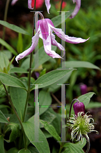 Picture of Clematis integrifolia 'Rose Colored Glasses'