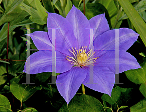 Picture of Clematis x jackmanii 