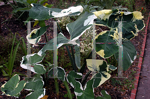 Picture of Colocasia esculenta 'Milky Way'