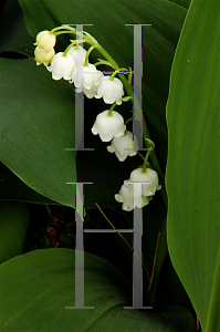 Picture of Convallaria majalis 