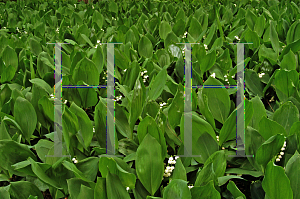 Picture of Convallaria majalis 