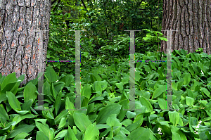 Picture of Convallaria majalis 