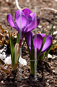 Picture of Crocus x hybridus 