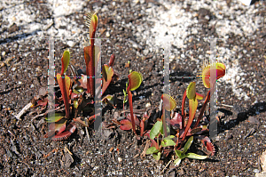 Picture of Dionaea muscipula 