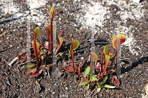 Picture of Dionaea muscipula 