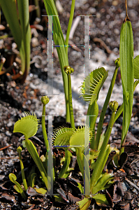 Picture of Dionaea muscipula 