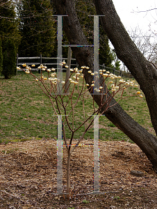 Picture of Edgeworthia papyrifera 