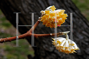 Picture of Edgeworthia papyrifera 