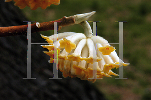 Picture of Edgeworthia papyrifera 
