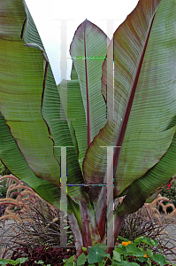 Picture of Ensete ventricosum 'Maurelii'