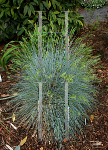 Picture of Festuca idahoensis 'Siskiyou Blue'