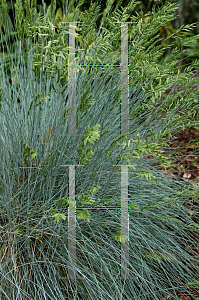 Picture of Festuca idahoensis 'Siskiyou Blue'