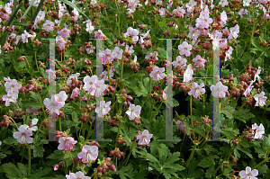 Picture of Geranium x cantabrigiense 'Biokovo'