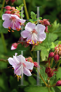 Picture of Geranium x cantabrigiense 'Biokovo'