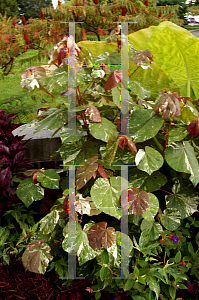 Picture of Hibiscus tiliaceus 'Variegata'