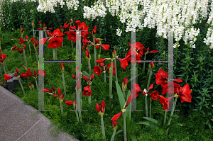 Picture of Hippeastrum x hybridum 