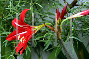 Picture of Hippeastrum x johnsonii 