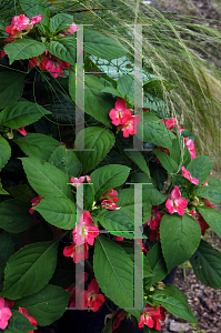 Picture of Impatiens balsamina 'Fusion'