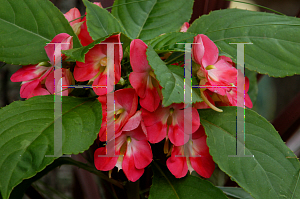 Picture of Impatiens balsamina 'Fusion'