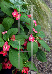 Picture of Impatiens balsamina 'Fusion'