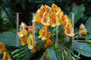 Picture of Impatiens  'Jungle Gold'