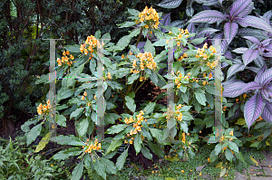 Picture of Impatiens  'Jungle Gold'