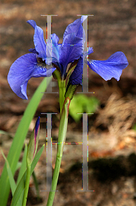 Picture of Iris sibirica 
