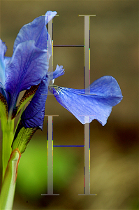 Picture of Iris sibirica 