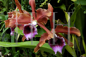 Picture of Laelia tenebrosa 'Mria Fumaca'