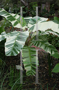 Picture of Musa paradisa 'Variegata'