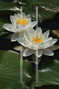 Picture of Nymphaea tuberosa 'Poestlingberg'