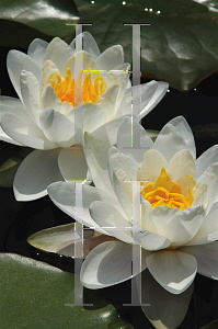 Picture of Nymphaea tuberosa 'Poestlingberg'