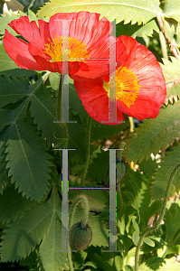 Picture of Papaver nudicaule 