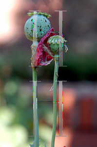 Picture of Papaver somniferum 