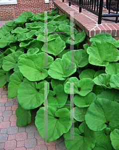 Picture of Petasites japonicus 