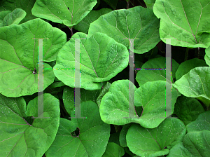 Picture of Petasites japonicus 