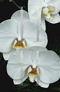 Picture of Phalaenopsis x 