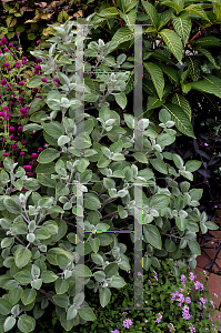 Picture of Plectranthus argentatus 