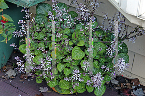 Picture of Plectranthus hilliardiae 