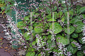 Picture of Plectranthus hilliardiae 