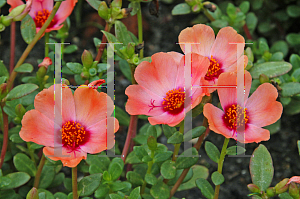 Picture of Portulaca  'Yubi'