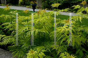 Picture of Sambucus racemosa 'Sutherland Gold'