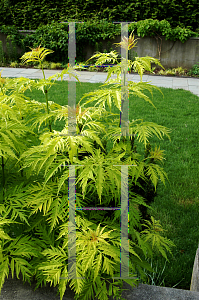 Picture of Sambucus racemosa 'Sutherland Gold'