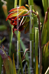 Picture of Sarracenia  